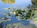 29 Giverny waterlillies